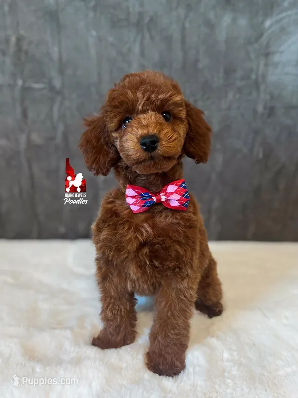 Toffee, Red Small Mini Poodle ~ Pet – Poodle - Miniature  puppy for sale in Rigby, ID