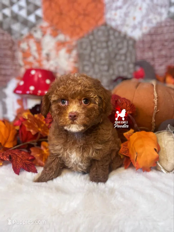 Symphony, Red w/ White Toy Poodle Girl ~ Pet – Poodle - Toy  puppy for sale in Rigby, ID