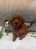Asher, Red Mini Poodle Boy ~ Breeder or Pet, a male Poodle - Miniature  for sale in Rigby, ID – 2 of 4