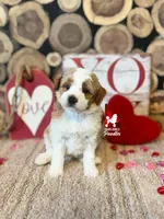 Dice💎🐩Loverboy, a male Poodle - Miniature  for sale in Rigby, ID – Photo 4 of 4