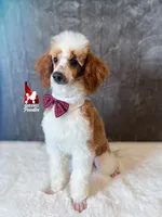 Dice💎🐩Red Parti Loverboy Mini Poodle ~ Pet, a male Poodle - Miniature  for sale in Rigby, ID – Photo 2 of 7