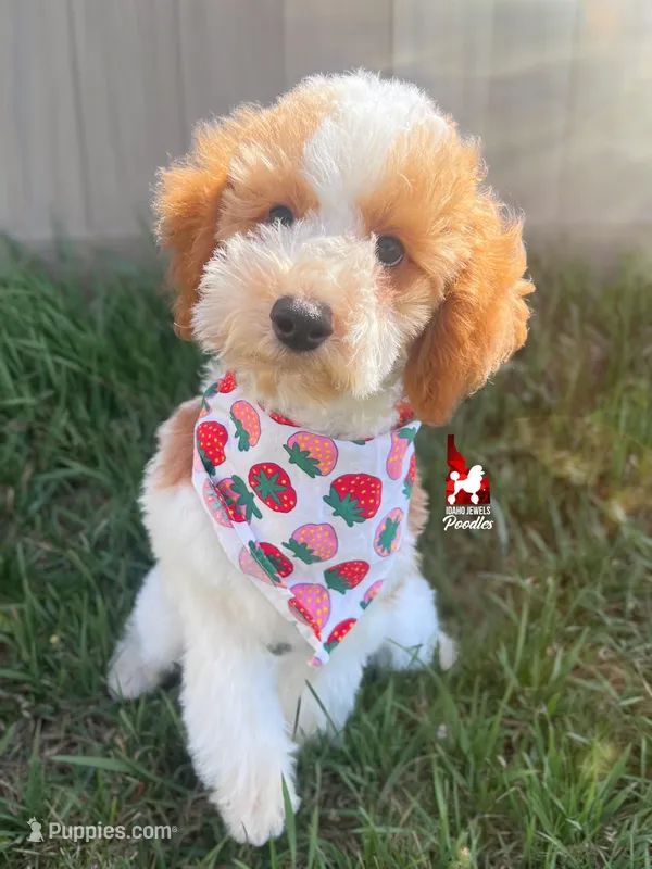Dice💎🐩Red Parti Loverboy Mini Poodle ~ Pet – Poodle - Miniature  puppy for sale in Rigby, ID