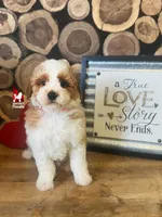 Dice💎🐩Loverboy, a male Poodle - Miniature  for sale in Rigby, ID – Photo 3 of 4