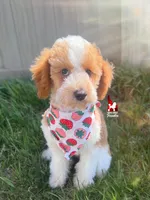 Dice💎🐩Red Parti Loverboy Mini Poodle ~ Pet, a male Poodle - Miniature  for sale in Rigby, ID – Photo 4 of 7