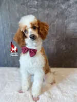Dice💎🐩Red Parti Loverboy Mini Poodle ~ Pet, a male Poodle - Miniature  for sale in Rigby, ID – Photo 1 of 7