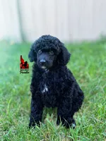 🧸Teddybear, Black Small Moyen Boy ~ Pet, a male Poodle - Miniature  for sale in Rigby, ID – 2 of 6