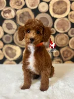 Cedar💎🐩, a male Poodle - Miniature  for sale in Rigby, ID – Photo 1 of 4