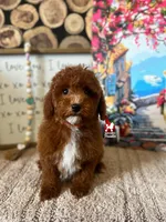 Cedar💎🐩, a male Poodle - Miniature  for sale in Rigby, ID – Photo 2 of 4