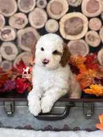 Scrabble, Red Parti Moyen-Sized Poodle Boy ~ Pet, a male Poodle - Multi-Colored Standard for sale in Rigby, ID – 1 of 3