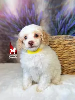Faye, Red/Apricot Parti Mini Poodle Girl ~ Pet, a female Poodle - Miniature  for sale in Rigby, ID – 3 of 6