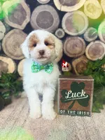 Potter ❤️🪄 🦄  ALL CLEAR, Colors: AtAtKyKyeebb ~ Breeder or Pet, a male Poodle - Miniature  for sale in Rigby, ID – Photo 3 of 5