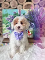 Potter ❤️🪄 🦄  ALL CLEAR, Colors: AtAtKyKyeebb ~ Breeder or Pet, a male Poodle - Miniature  for sale in Rigby, ID – Photo 2 of 5