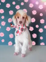 Potter ❤️🪄 🦄  ALL CLEAR, Colors: AtAtKyKyeebb ~ Breeder or Pet, a male Poodle - Miniature  for sale in Rigby, ID – Photo 1 of 5