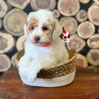 Potter ❤️🪄 🦄  ALL CLEAR, Colors: AtAtKyKyeebb ~ Breeder or Pet, a male Poodle - Miniature  for sale in Rigby, ID – Photo 4 of 5