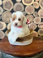 Potter ❤️🪄CLEAR, a male Poodle - Miniature  for sale in Rigby, ID – Photo 1 of 2
