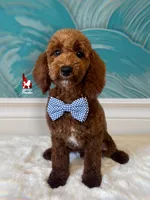 Hudson, Dark Red w/ White Mini Poodle ~ Breeder or Pet, a male Poodle - Miniature  for sale in Rigby, ID – 1 of 6