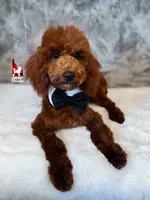 Biscuit, Red Mini Poodle Boy ~ Breeder or Pet, a male Poodle - Miniature  for sale in Rigby, ID – 2 of 9