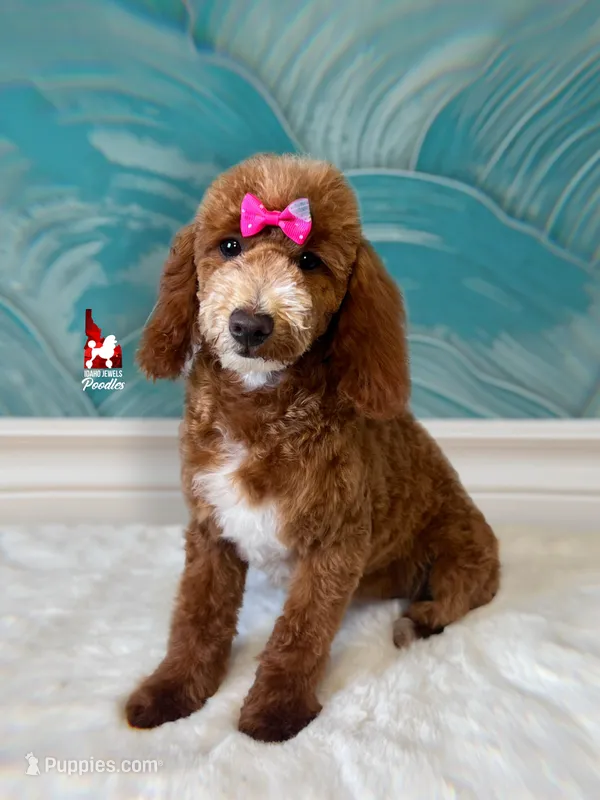Capri, Red w/ White Mini Poodle Girl ~ Pet – Poodle - Miniature  puppy for sale in Rigby, ID