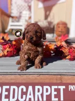 Captain, Red F1 Cavapoo Boy ~ Pet, a male Cavalier King Charles Spaniel and Poodle - Miniature  for sale in Rigby, ID – 2 of 7