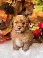 Reese. Light Red w/ White Mini Poodle Boy, a  Poodle - Miniature  for sale in Rigby, ID – 1 of 2