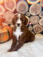 Ginger, Dark Red Abstract Small Moyen Poodle Girl ~ Breeder or Pet, a female Poodle - Miniature  for sale in Rigby, ID – 1 of 3
