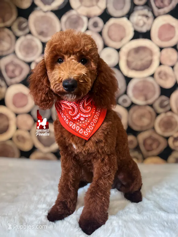 💯Audrey, Red Large Mini / Small Moyen Poodle Girl ~ Pet – Poodle - Miniature  puppy for sale in Rigby, ID