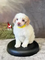 Faye, Red/Apricot Parti Small Mini Poodle Girl ~ Pet, a female Poodle - Miniature  for sale in Rigby, ID – 2 of 3