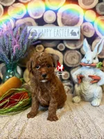 Tally, Red (Hidden Phantom) Mini Poodle Girl ~ Breeder or Pet, a female Poodle - Miniature  for sale in Rigby, ID – Photo 6 of 7