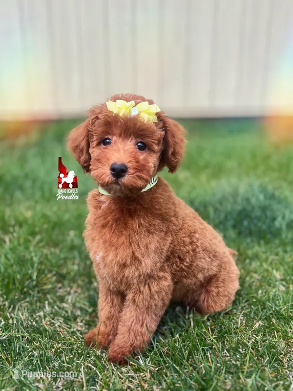 Tally, Red (Hidden Phantom) Mini Poodle Girl ~ Breeder or Pet – Poodle - Miniature  puppy for sale in Rigby, ID