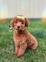 Tally, Red (Hidden Phantom) Mini Poodle Girl ~ Breeder or Pet, a female Poodle - Miniature  for sale in Rigby, ID – Photo 1 of 7