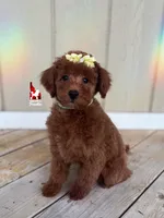 Tally, Red (Hidden Phantom) Mini Poodle Girl ~ Breeder or Pet, a female Poodle - Miniature  for sale in Rigby, ID – Photo 3 of 7