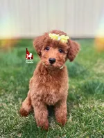Tally, Red (Hidden Phantom) Mini Poodle Girl ~ Breeder or Pet, a female Poodle - Miniature  for sale in Rigby, ID – Photo 2 of 7