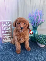 Tally, Red (Hidden Phantom) Mini Poodle Girl ~ Breeder or Pet, a female Poodle - Miniature  for sale in Rigby, ID – Photo 4 of 7