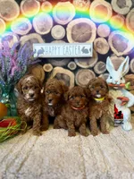 Tally, Red (Hidden Phantom) Mini Poodle Girl ~ Breeder or Pet, a female Poodle - Miniature  for sale in Rigby, ID – Photo 7 of 7