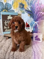 Tally, Red (Hidden Phantom) Mini Poodle Girl ~ Breeder or Pet, a female Poodle - Miniature  for sale in Rigby, ID – Photo 5 of 7