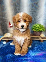 ⚓Cruise, Red w/ White Mini Poodle Boy ~ Pet, a male Poodle - Miniature  for sale in Rigby, ID – 3 of 5