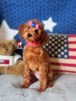 Minnie, CLEAR Solid Red (Hidden Phantom) Mini Girl ~ Breeder or Pet, a female Poodle - Miniature  for sale in Rigby, ID – 2 of 7