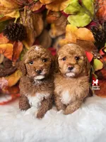 Rolo, Red w/ White Mini Poodle Boy ~ Breeder or Pet, a male Poodle - Miniature  for sale in Rigby, ID – 3 of 3