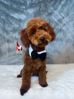 Toffee, Red Small Mini Poodle ~ Pet, a male Poodle - Miniature  for sale in Rigby, ID – 2 of 10