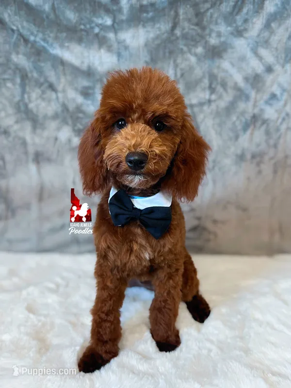 Biscuit, Red Mini Poodle Boy ~ Breeder or Pet – Poodle - Miniature  puppy for sale in Rigby, ID