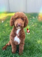 Tommy 💚🪄Red Small Moyen, a male Poodle - Standard  for sale in Rigby, ID – 4 of 10