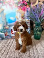 Vienna, Red with White Markings Mini Poodle Girl ~ Pet Only, a female Poodle - Miniature  for sale in Rigby, ID – Photo 1 of 2