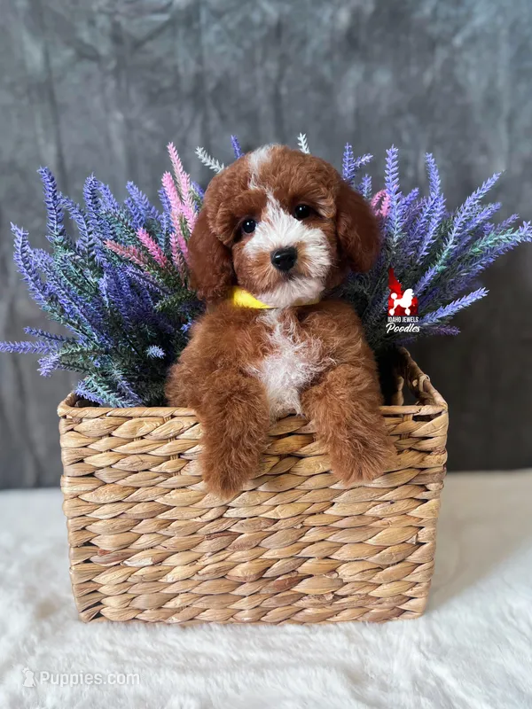 Vienna, Red with White Markings Mini Poodle Girl ~ Pet – Poodle - Miniature  puppy for sale in Rigby, ID
