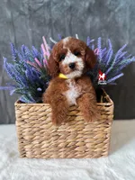 Vienna, Red with White Markings Mini Poodle Girl ~ Pet, a female Poodle - Miniature  for sale in Rigby, ID – Photo 1 of 3