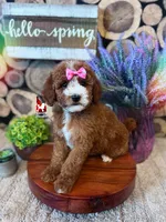 Vienna, Red with White Markings Mini Poodle Girl ~ Pet Only, a female Poodle - Miniature  for sale in Rigby, ID – Photo 1 of 3