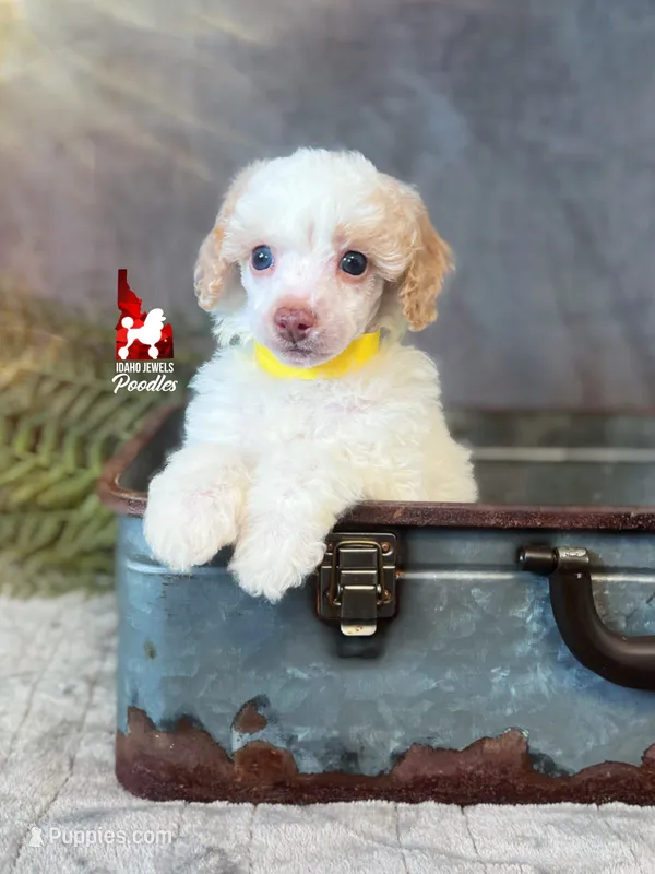 Faye, Red/Apricot Parti Small Mini Poodle Girl ~ Pet – Poodle - Miniature  puppy for sale in Rigby, ID
