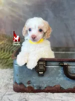 Faye, Red/Apricot Parti Small Mini Poodle Girl ~ Pet, a female Poodle - Miniature  for sale in Rigby, ID – 1 of 3