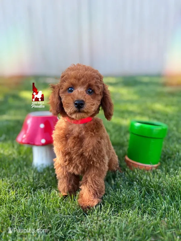 ❤️Mario the Dark Red Mini Poodle Boy ~Breeder or Pet – Poodle - Miniature  puppy for sale in Rigby, ID