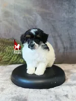 Layla, Tri-color Small Mini Poodle Girl ~ Pet, a female Poodle - Miniature  for sale in Rigby, ID – 2 of 3