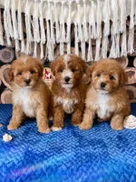 ⚓Cruise, Red w/ White Mini Poodle Boy ~ Pet, a male Poodle - Miniature  for sale in Rigby, ID – 2 of 2